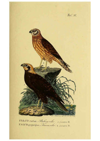 Reproducción/Reproduction 6058839077: Johann Andreas Naumann's ... Naturgeschichte der Vögel Deutschlands, nach einigen Erfahrungen entworfen. 13.T.Plates Leipzig :G. Fleischer,1820-1860
