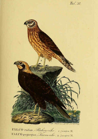 Reproducción/Reproduction 6058839077: Johann Andreas Naumann's ... Naturgeschichte der Vögel Deutschlands, nach einigen Erfahrungen entworfen. 13.T.Plates Leipzig :G. Fleischer,1820-1860