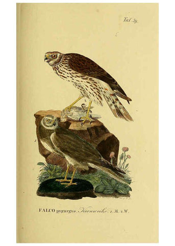 Reproducción/Reproduction 6059385802: Johann Andreas Naumann's ... Naturgeschichte der Vögel Deutschlands, nach einigen Erfahrungen entworfen. 13.T.Plates Leipzig :G. Fleischer,1820-1860