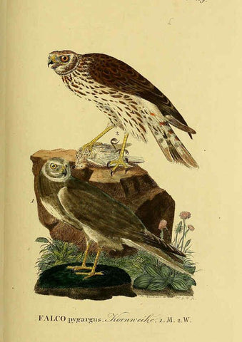 Reproducción/Reproduction 6059385802: Johann Andreas Naumann's ... Naturgeschichte der Vögel Deutschlands, nach einigen Erfahrungen entworfen. 13.T.Plates Leipzig :G. Fleischer,1820-1860