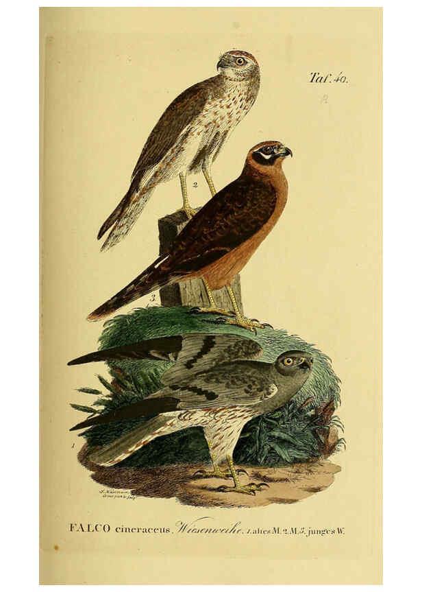Reproducción/Reproduction 6058839671: Johann Andreas Naumann's ... Naturgeschichte der Vögel Deutschlands, nach einigen Erfahrungen entworfen. 13.T.Plates Leipzig :G. Fleischer,1820-1860