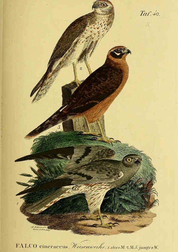 Reproducción/Reproduction 6058839671: Johann Andreas Naumann's ... Naturgeschichte der Vögel Deutschlands, nach einigen Erfahrungen entworfen. 13.T.Plates Leipzig :G. Fleischer,1820-1860