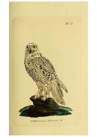 Reproducción/Reproduction 6058839913: Johann Andreas Naumann's ... Naturgeschichte der Vögel Deutschlands, nach einigen Erfahrungen entworfen. 13.T.Plates Leipzig :G. Fleischer,1820-1860