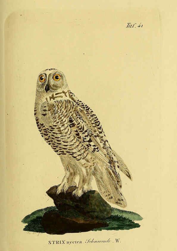 Reproducción/Reproduction 6058839913: Johann Andreas Naumann's ... Naturgeschichte der Vögel Deutschlands, nach einigen Erfahrungen entworfen. 13.T.Plates Leipzig :G. Fleischer,1820-1860