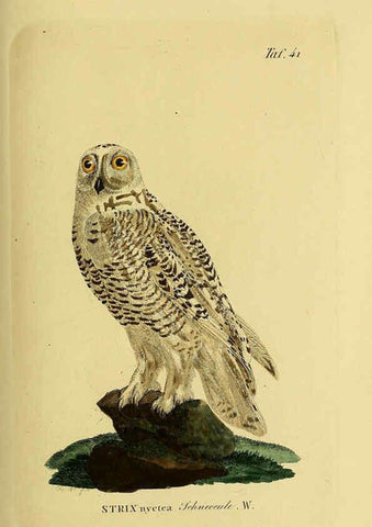 Reproducción/Reproduction 6058839913: Johann Andreas Naumann's ... Naturgeschichte der Vögel Deutschlands, nach einigen Erfahrungen entworfen. 13.T.Plates Leipzig :G. Fleischer,1820-1860