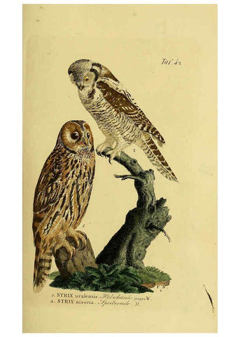Reproducción/Reproduction 6059386660: Johann Andreas Naumann's ... Naturgeschichte der Vögel Deutschlands, nach einigen Erfahrungen entworfen. 13.T.Plates Leipzig :G. Fleischer,1820-1860