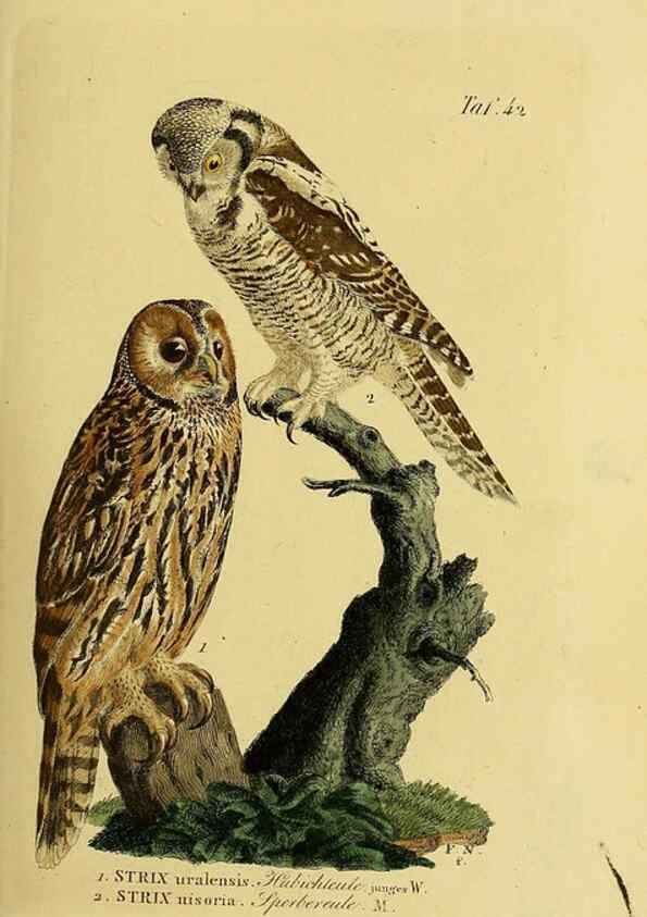 Reproducción/Reproduction 6059386660: Johann Andreas Naumann's ... Naturgeschichte der Vögel Deutschlands, nach einigen Erfahrungen entworfen. 13.T.Plates Leipzig :G. Fleischer,1820-1860