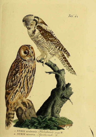 Reproducción/Reproduction 6059386660: Johann Andreas Naumann's ... Naturgeschichte der Vögel Deutschlands, nach einigen Erfahrungen entworfen. 13.T.Plates Leipzig :G. Fleischer,1820-1860