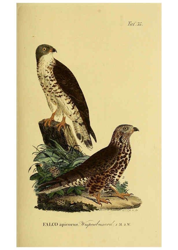 Reproducción/Reproduction 6059384806: Johann Andreas Naumann's ... Naturgeschichte der Vögel Deutschlands, nach einigen Erfahrungen entworfen. 13.T.Plates Leipzig :G. Fleischer,1820-1860
