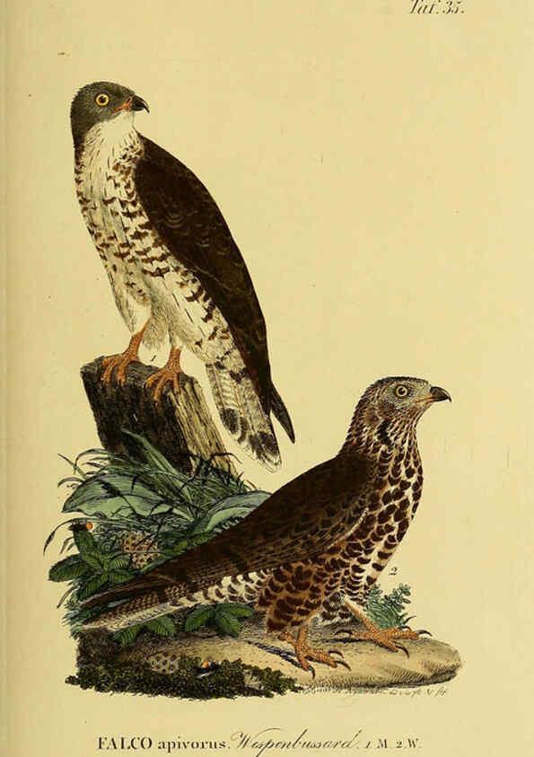 Reproducción/Reproduction 6059384806: Johann Andreas Naumann's ... Naturgeschichte der Vögel Deutschlands, nach einigen Erfahrungen entworfen. 13.T.Plates Leipzig :G. Fleischer,1820-1860
