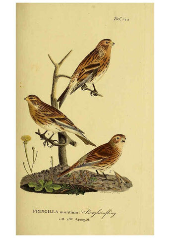 Reproducción/Reproduction 6059411462: Johann Andreas Naumann's ... Naturgeschichte der Vögel Deutschlands, nach einigen Erfahrungen entworfen. 13.T.Plates Leipzig :G. Fleischer,1820-1860