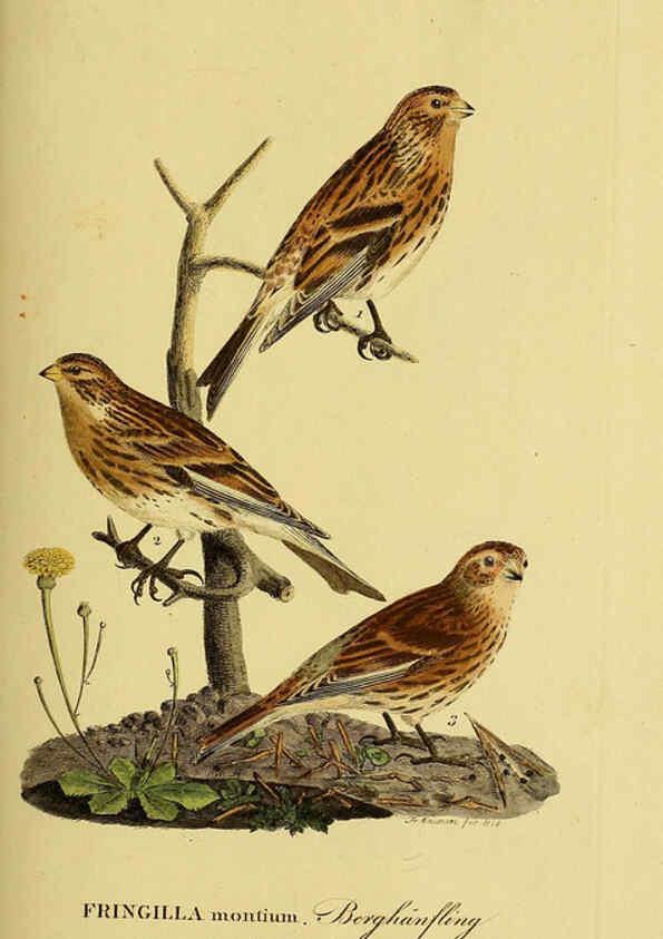Reproducción/Reproduction 6059411462: Johann Andreas Naumann's ... Naturgeschichte der Vögel Deutschlands, nach einigen Erfahrungen entworfen. 13.T.Plates Leipzig :G. Fleischer,1820-1860