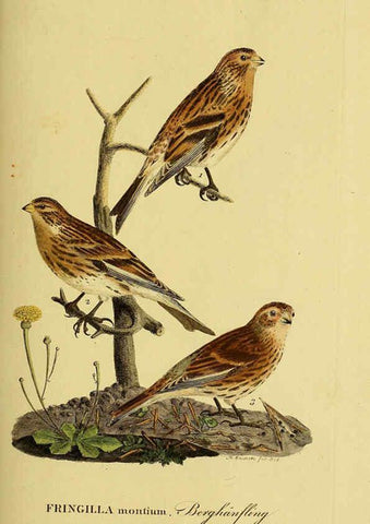 Reproducción/Reproduction 6059411462: Johann Andreas Naumann's ... Naturgeschichte der Vögel Deutschlands, nach einigen Erfahrungen entworfen. 13.T.Plates Leipzig :G. Fleischer,1820-1860