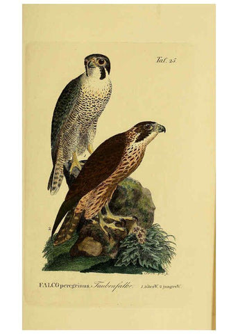 Reproducción/Reproduction 6059381886: Johann Andreas Naumann's ... Naturgeschichte der Vögel Deutschlands, nach einigen Erfahrungen entworfen. 13.T.Plates Leipzig :G. Fleischer,1820-1860