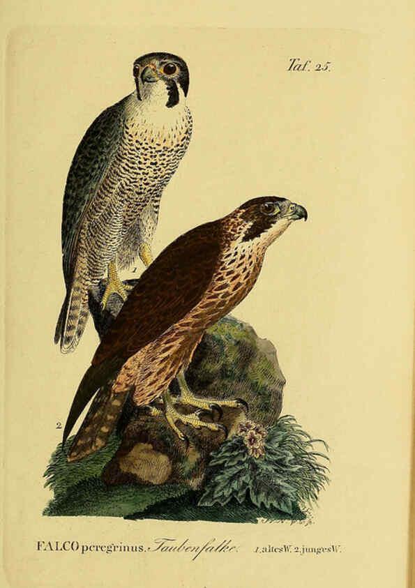Reproducción/Reproduction 6059381886: Johann Andreas Naumann's ... Naturgeschichte der Vögel Deutschlands, nach einigen Erfahrungen entworfen. 13.T.Plates Leipzig :G. Fleischer,1820-1860