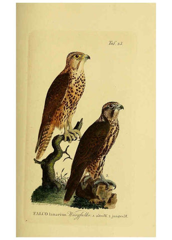 Reproducción/Reproduction 6059381260: Johann Andreas Naumann's ... Naturgeschichte der Vögel Deutschlands, nach einigen Erfahrungen entworfen. 13.T.Plates Leipzig :G. Fleischer,1820-1860