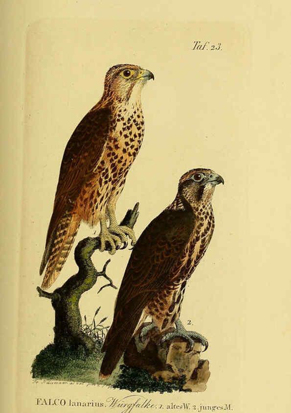 Reproducción/Reproduction 6059381260: Johann Andreas Naumann's ... Naturgeschichte der Vögel Deutschlands, nach einigen Erfahrungen entworfen. 13.T.Plates Leipzig :G. Fleischer,1820-1860