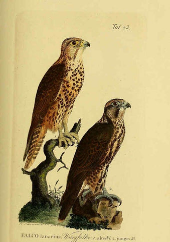 Reproducción/Reproduction 6059381260: Johann Andreas Naumann's ... Naturgeschichte der Vögel Deutschlands, nach einigen Erfahrungen entworfen. 13.T.Plates Leipzig :G. Fleischer,1820-1860