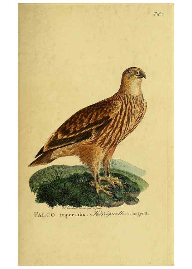 Reproducción/Reproduction 6059375872: Johann Andreas Naumann's ... Naturgeschichte der Vögel Deutschlands, nach einigen Erfahrungen entworfen. 13.T.Plates Leipzig :G. Fleischer,1820-1860