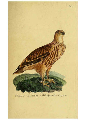 Reproducción/Reproduction 6059375872: Johann Andreas Naumann's ... Naturgeschichte der Vögel Deutschlands, nach einigen Erfahrungen entworfen. 13.T.Plates Leipzig :G. Fleischer,1820-1860