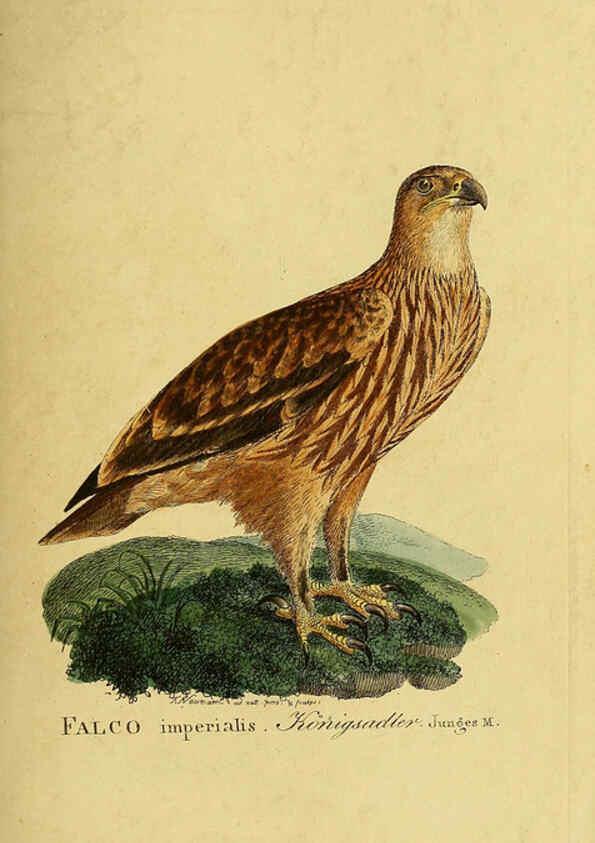 Reproducción/Reproduction 6059375872: Johann Andreas Naumann's ... Naturgeschichte der Vögel Deutschlands, nach einigen Erfahrungen entworfen. 13.T.Plates Leipzig :G. Fleischer,1820-1860