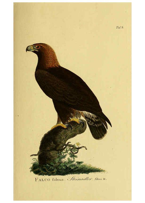 Reproducción/Reproduction 6058829401: Johann Andreas Naumann's ... Naturgeschichte der Vögel Deutschlands, nach einigen Erfahrungen entworfen. 13.T.Plates Leipzig :G. Fleischer,1820-1860