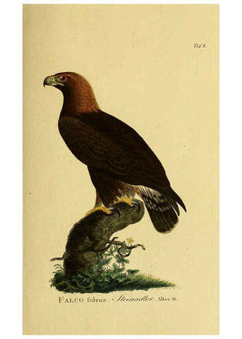 Reproducción/Reproduction 6058829401: Johann Andreas Naumann's ... Naturgeschichte der Vögel Deutschlands, nach einigen Erfahrungen entworfen. 13.T.Plates Leipzig :G. Fleischer,1820-1860