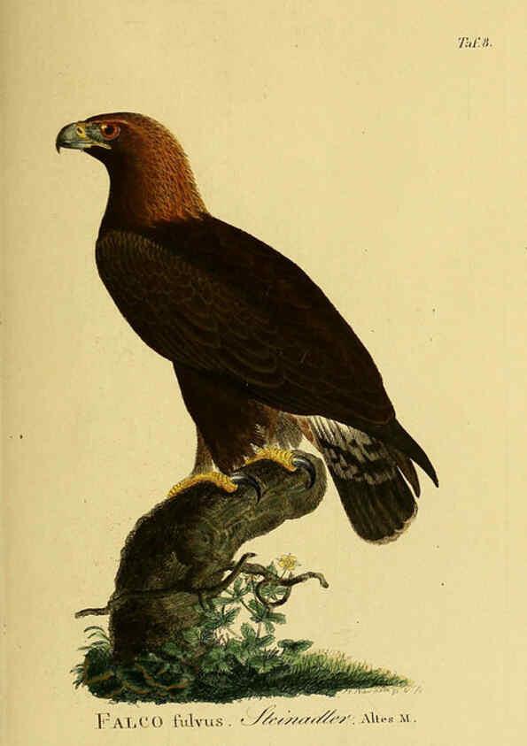Reproducción/Reproduction 6058829401: Johann Andreas Naumann's ... Naturgeschichte der Vögel Deutschlands, nach einigen Erfahrungen entworfen. 13.T.Plates Leipzig :G. Fleischer,1820-1860