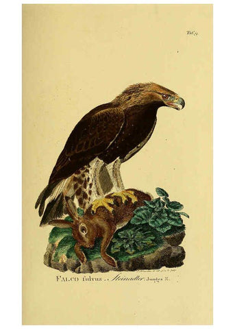 Reproducción/Reproduction 6059376514: Johann Andreas Naumann's ... Naturgeschichte der Vögel Deutschlands, nach einigen Erfahrungen entworfen. 13.T.Plates Leipzig :G. Fleischer,1820-1860