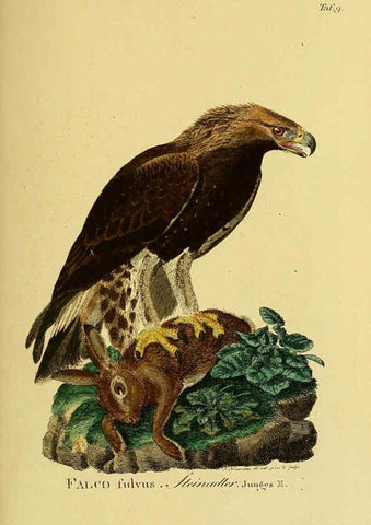 Reproducción/Reproduction 6059376514: Johann Andreas Naumann's ... Naturgeschichte der Vögel Deutschlands, nach einigen Erfahrungen entworfen. 13.T.Plates Leipzig :G. Fleischer,1820-1860