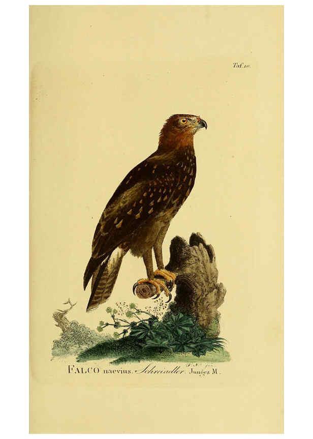Reproducción/Reproduction 6058829989: Johann Andreas Naumann's ... Naturgeschichte der Vögel Deutschlands, nach einigen Erfahrungen entworfen. 13.T.Plates Leipzig :G. Fleischer,1820-1860