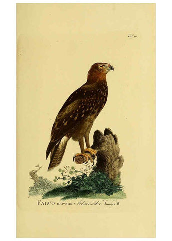 Reproducción/Reproduction 6058829989: Johann Andreas Naumann's ... Naturgeschichte der Vögel Deutschlands, nach einigen Erfahrungen entworfen. 13.T.Plates Leipzig :G. Fleischer,1820-1860
