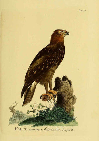 Reproducción/Reproduction 6058829989: Johann Andreas Naumann's ... Naturgeschichte der Vögel Deutschlands, nach einigen Erfahrungen entworfen. 13.T.Plates Leipzig :G. Fleischer,1820-1860