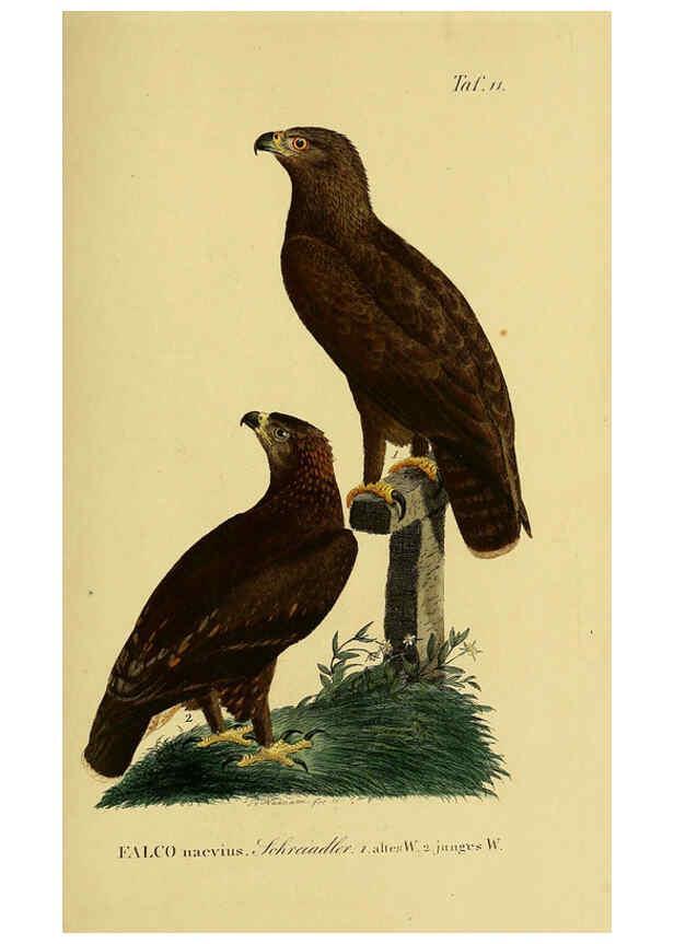 Reproducción/Reproduction 6058830375: Johann Andreas Naumann's ... Naturgeschichte der Vögel Deutschlands, nach einigen Erfahrungen entworfen. 13.T.Plates Leipzig :G. Fleischer,1820-1860