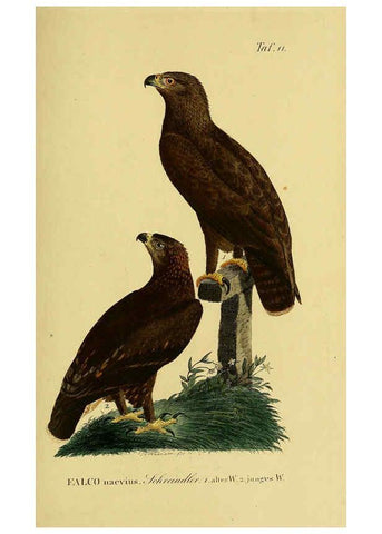 Reproducción/Reproduction 6058830375: Johann Andreas Naumann's ... Naturgeschichte der Vögel Deutschlands, nach einigen Erfahrungen entworfen. 13.T.Plates Leipzig :G. Fleischer,1820-1860