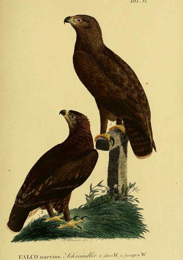 Reproducción/Reproduction 6058830375: Johann Andreas Naumann's ... Naturgeschichte der Vögel Deutschlands, nach einigen Erfahrungen entworfen. 13.T.Plates Leipzig :G. Fleischer,1820-1860