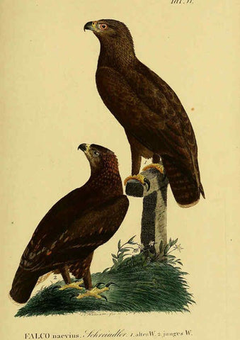 Reproducción/Reproduction 6058830375: Johann Andreas Naumann's ... Naturgeschichte der Vögel Deutschlands, nach einigen Erfahrungen entworfen. 13.T.Plates Leipzig :G. Fleischer,1820-1860