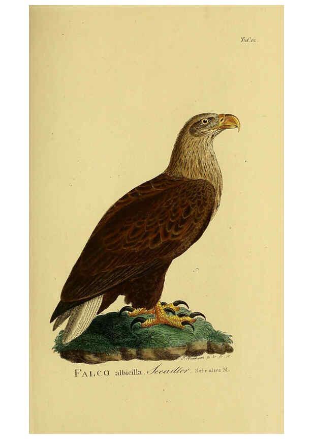 Reproducción/Reproduction 6059377426: Johann Andreas Naumann's ... Naturgeschichte der Vögel Deutschlands, nach einigen Erfahrungen entworfen. 13.T.Plates Leipzig :G. Fleischer,1820-1860