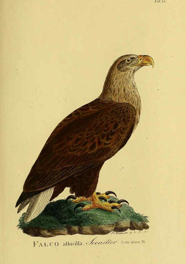 Reproducción/Reproduction 6059377426: Johann Andreas Naumann's ... Naturgeschichte der Vögel Deutschlands, nach einigen Erfahrungen entworfen. 13.T.Plates Leipzig :G. Fleischer,1820-1860