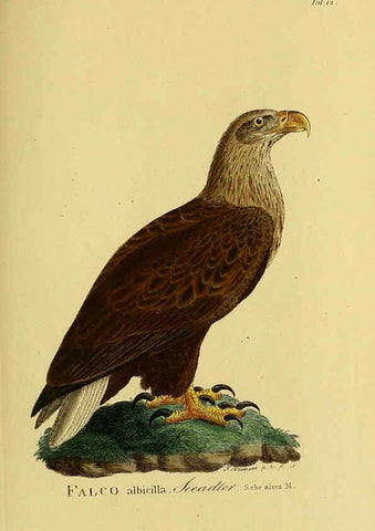 Reproducción/Reproduction 6059377426: Johann Andreas Naumann's ... Naturgeschichte der Vögel Deutschlands, nach einigen Erfahrungen entworfen. 13.T.Plates Leipzig :G. Fleischer,1820-1860
