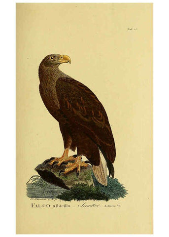 Reproducción/Reproduction 6059377710: Johann Andreas Naumann's ... Naturgeschichte der Vögel Deutschlands, nach einigen Erfahrungen entworfen. 13.T.Plates Leipzig :G. Fleischer,1820-1860