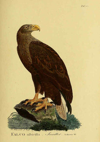 Reproducción/Reproduction 6059377710: Johann Andreas Naumann's ... Naturgeschichte der Vögel Deutschlands, nach einigen Erfahrungen entworfen. 13.T.Plates Leipzig :G. Fleischer,1820-1860