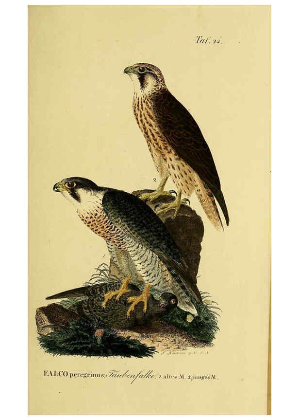 Reproducción/Reproduction 6059381600: Johann Andreas Naumann's ... Naturgeschichte der Vögel Deutschlands, nach einigen Erfahrungen entworfen. 13.T.Plates Leipzig :G. Fleischer,1820-1860