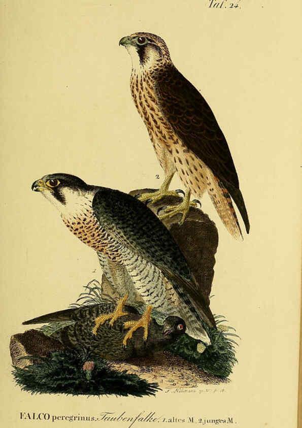 Reproducción/Reproduction 6059381600: Johann Andreas Naumann's ... Naturgeschichte der Vögel Deutschlands, nach einigen Erfahrungen entworfen. 13.T.Plates Leipzig :G. Fleischer,1820-1860