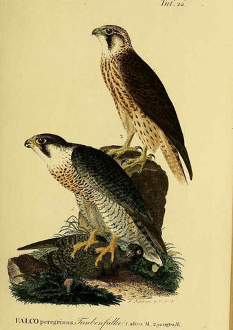Reproducción/Reproduction 6059381600: Johann Andreas Naumann's ... Naturgeschichte der Vögel Deutschlands, nach einigen Erfahrungen entworfen. 13.T.Plates Leipzig :G. Fleischer,1820-1860