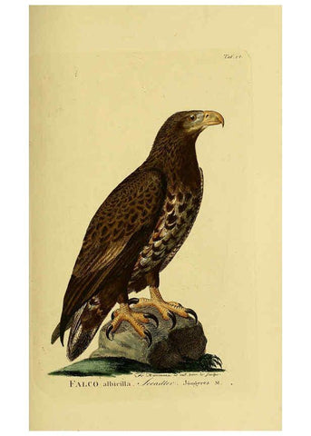 Reproducción/Reproduction 6058831575: Johann Andreas Naumann's ... Naturgeschichte der Vögel Deutschlands, nach einigen Erfahrungen entworfen. 13.T.Plates Leipzig :G. Fleischer,1820-1860