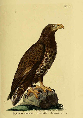 Reproducción/Reproduction 6058831575: Johann Andreas Naumann's ... Naturgeschichte der Vögel Deutschlands, nach einigen Erfahrungen entworfen. 13.T.Plates Leipzig :G. Fleischer,1820-1860