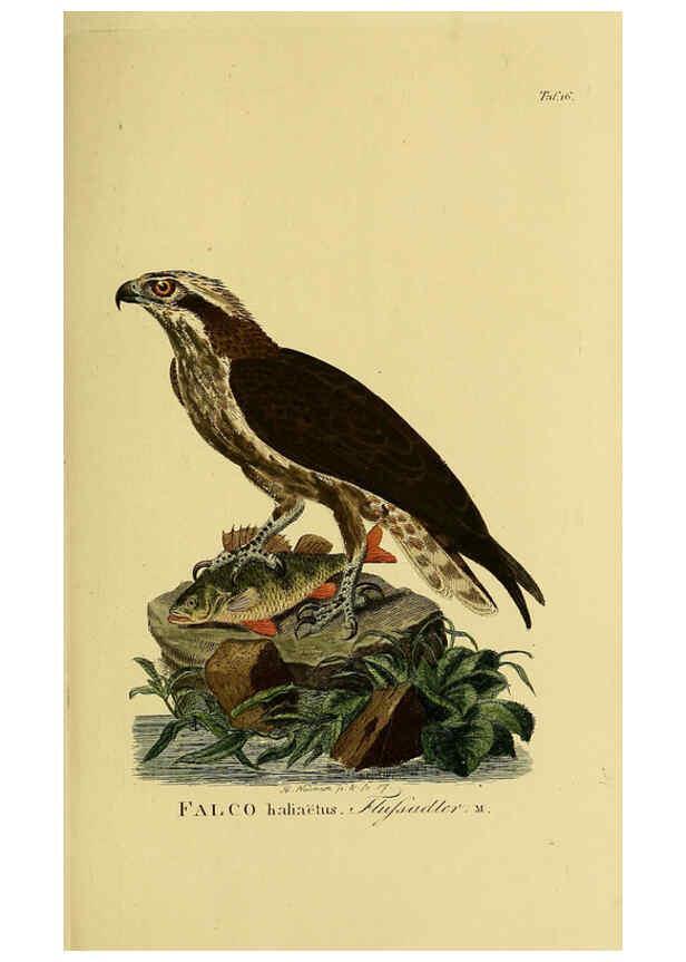 Reproducción/Reproduction 6059379094: Johann Andreas Naumann's ... Naturgeschichte der Vögel Deutschlands, nach einigen Erfahrungen entworfen. 13.T.Plates Leipzig :G. Fleischer,1820-1860