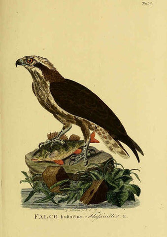 Reproducción/Reproduction 6059379094: Johann Andreas Naumann's ... Naturgeschichte der Vögel Deutschlands, nach einigen Erfahrungen entworfen. 13.T.Plates Leipzig :G. Fleischer,1820-1860