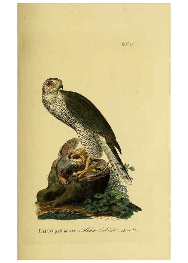Reproducción/Reproduction 6058832793: Johann Andreas Naumann's ... Naturgeschichte der Vögel Deutschlands, nach einigen Erfahrungen entworfen. 13.T.Plates Leipzig :G. Fleischer,1820-1860